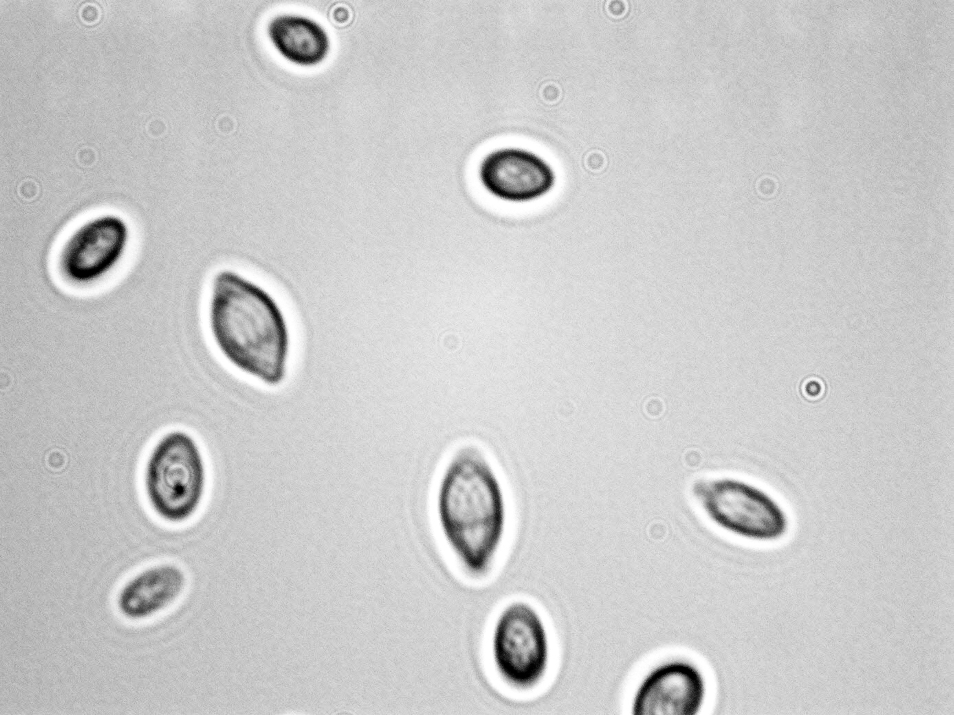 Hanseniaspora uvarum