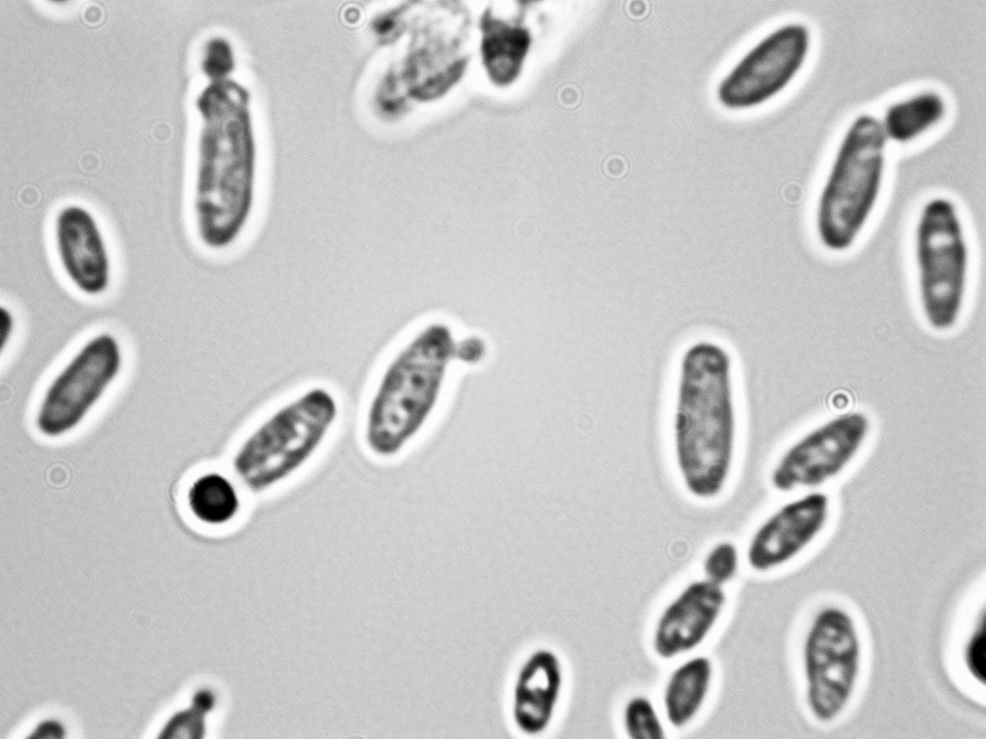 Issatchenkia orientalis