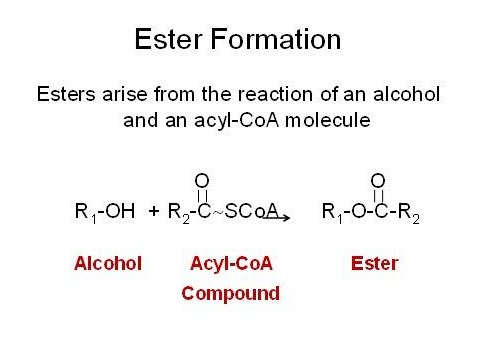 Ester formation