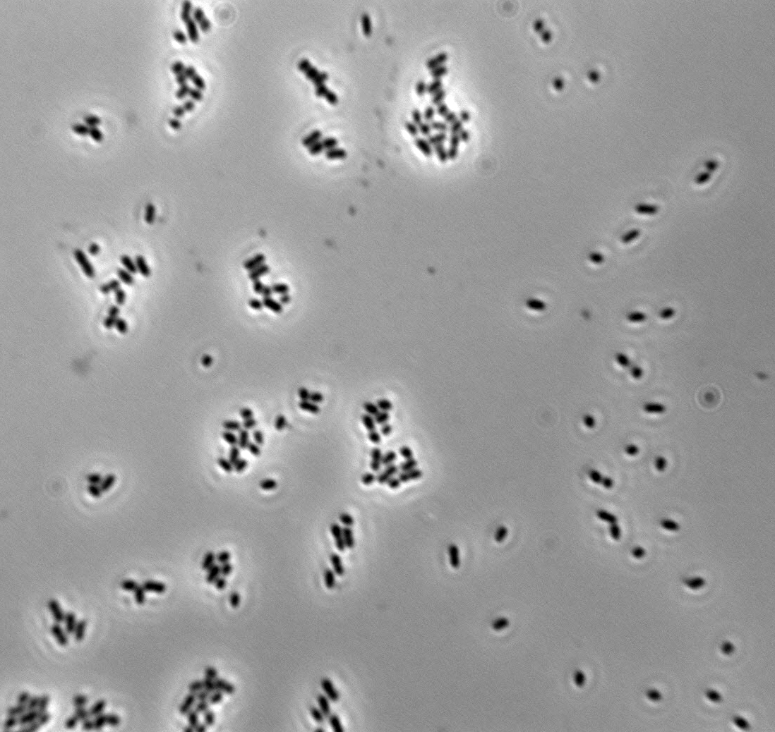 Acetobacter malorum