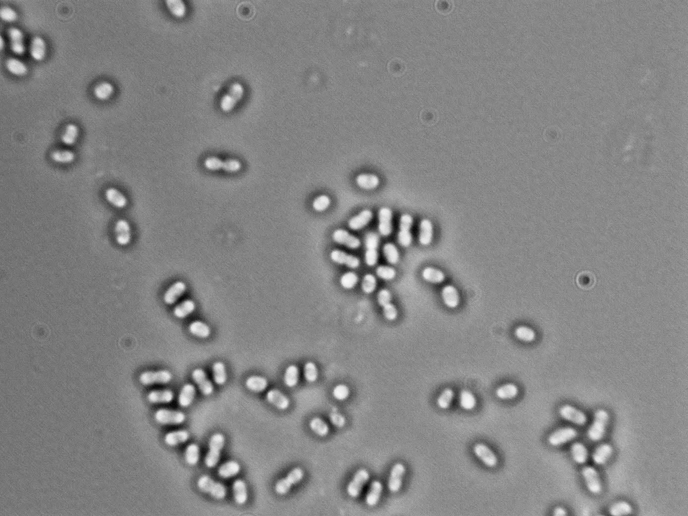 Acetobacter pasteurianus