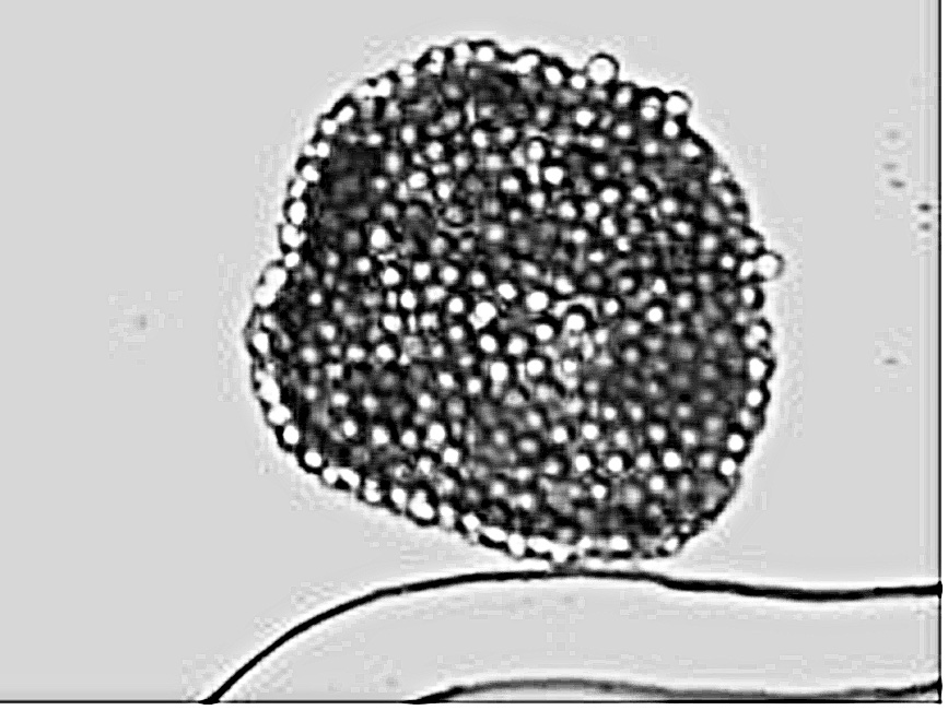 Aspergillus niger
