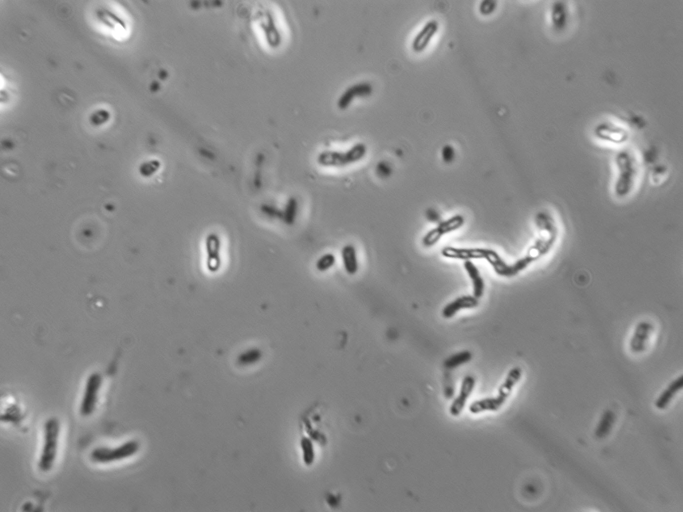 Bacillus sp.