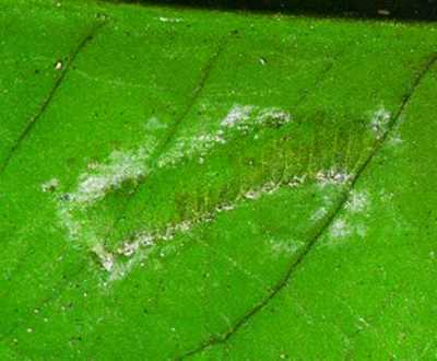 Egg mass