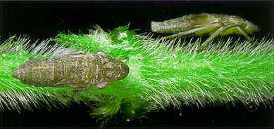 The immature nymphs are wingless.