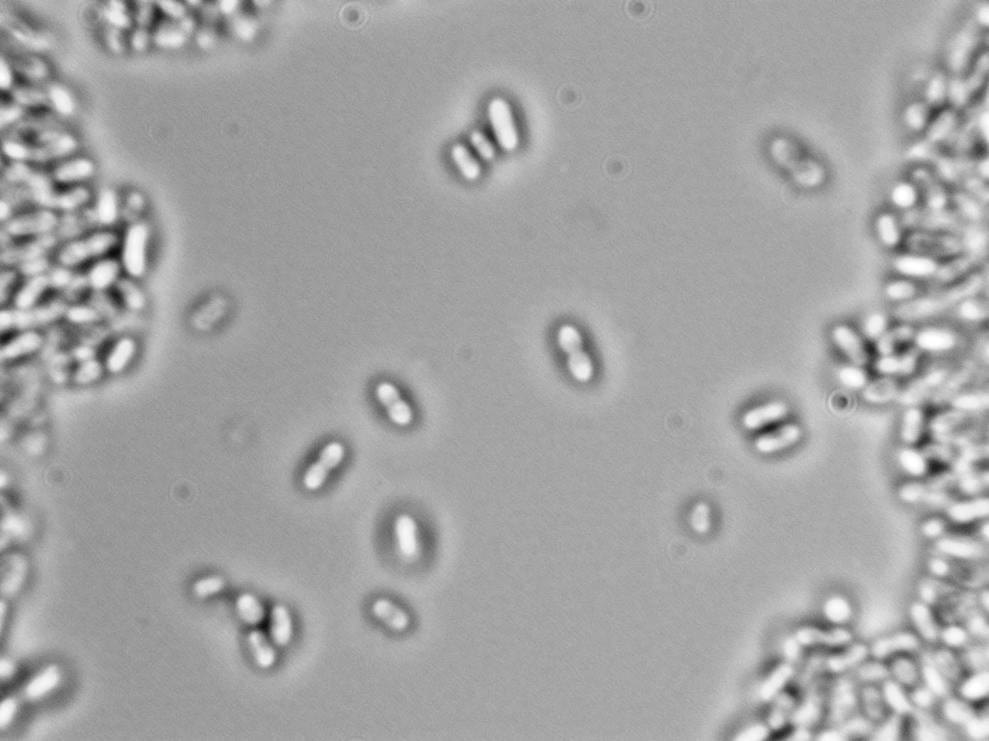 Gluconobacter oxydans