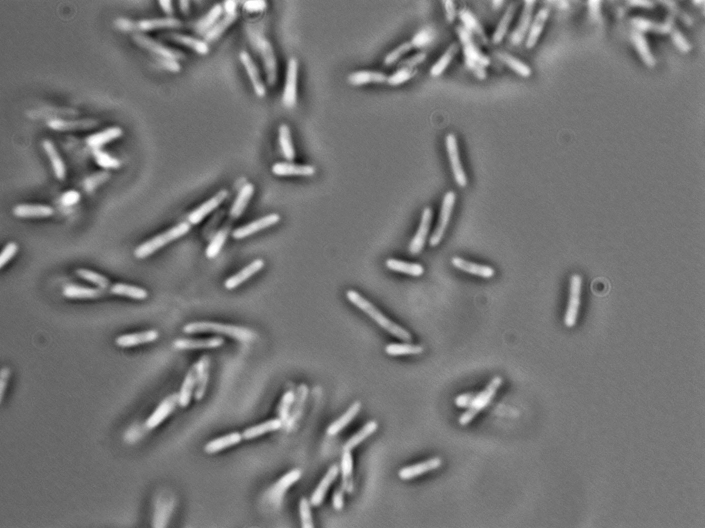 Gluconacetobacter hansenii