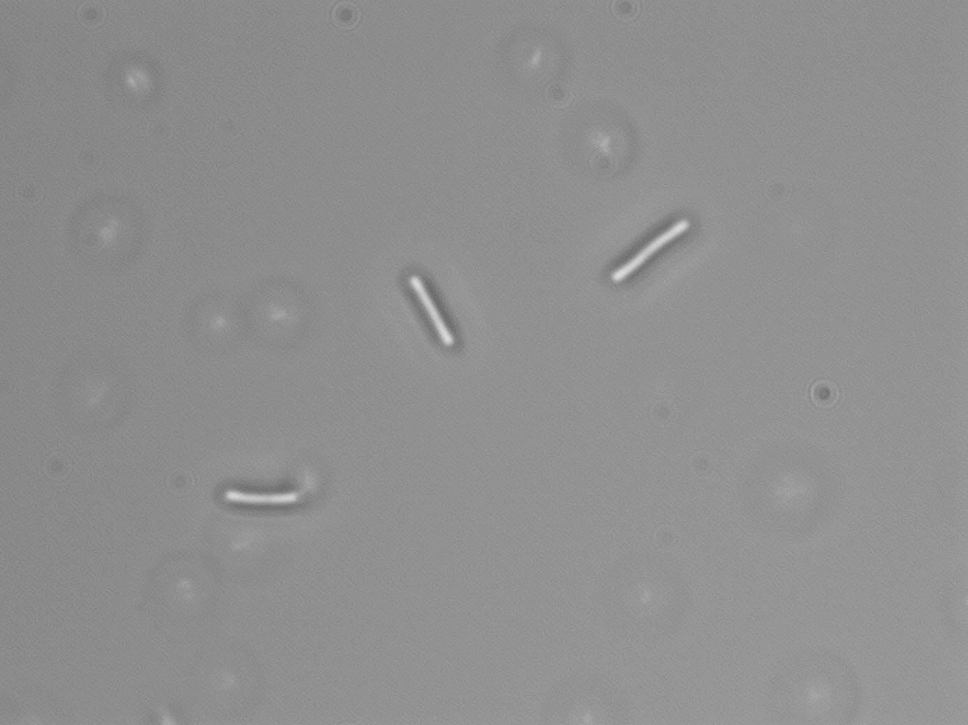 Lactobacillus fructivorans