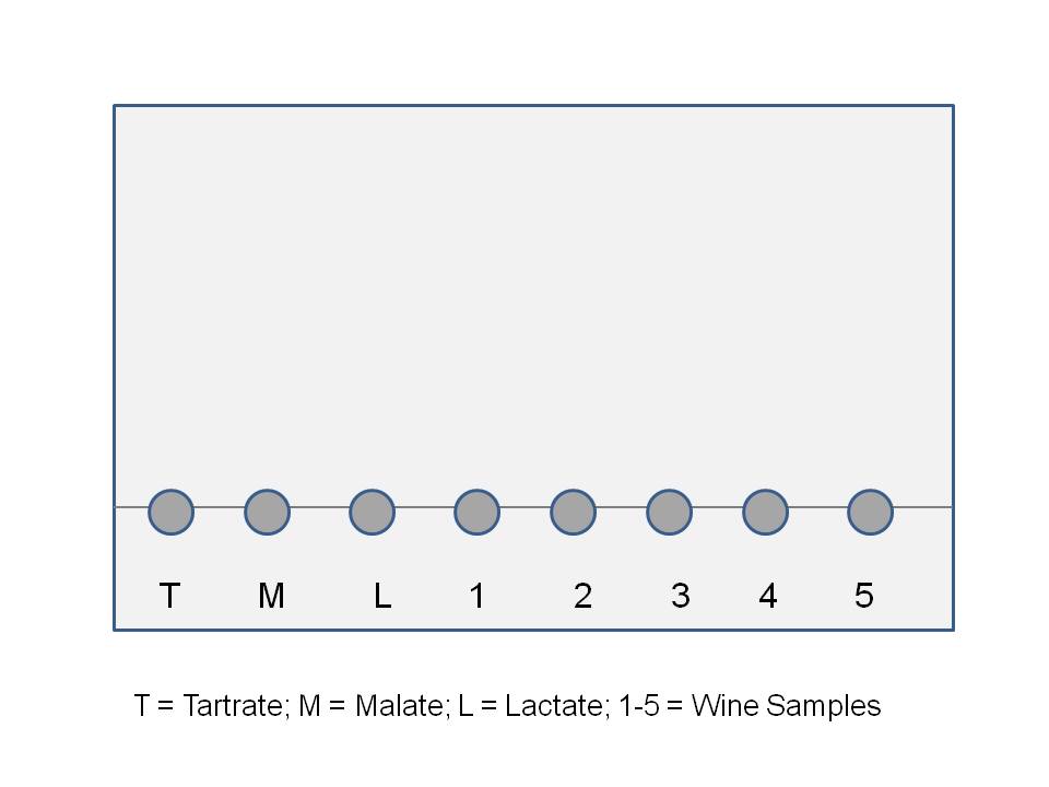 Figure 1: Paper Chromatography Set up