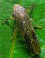 Top View 