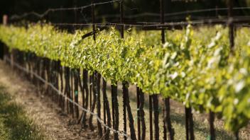 Picture of a vineyard