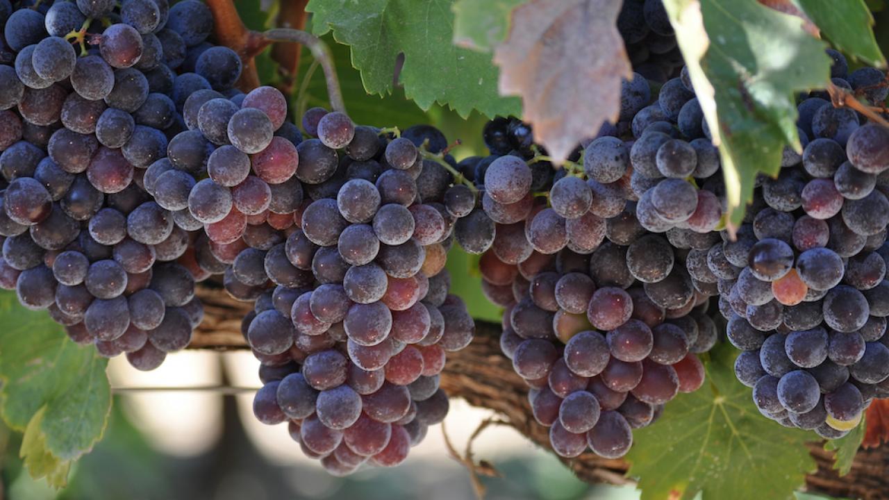 Grapes