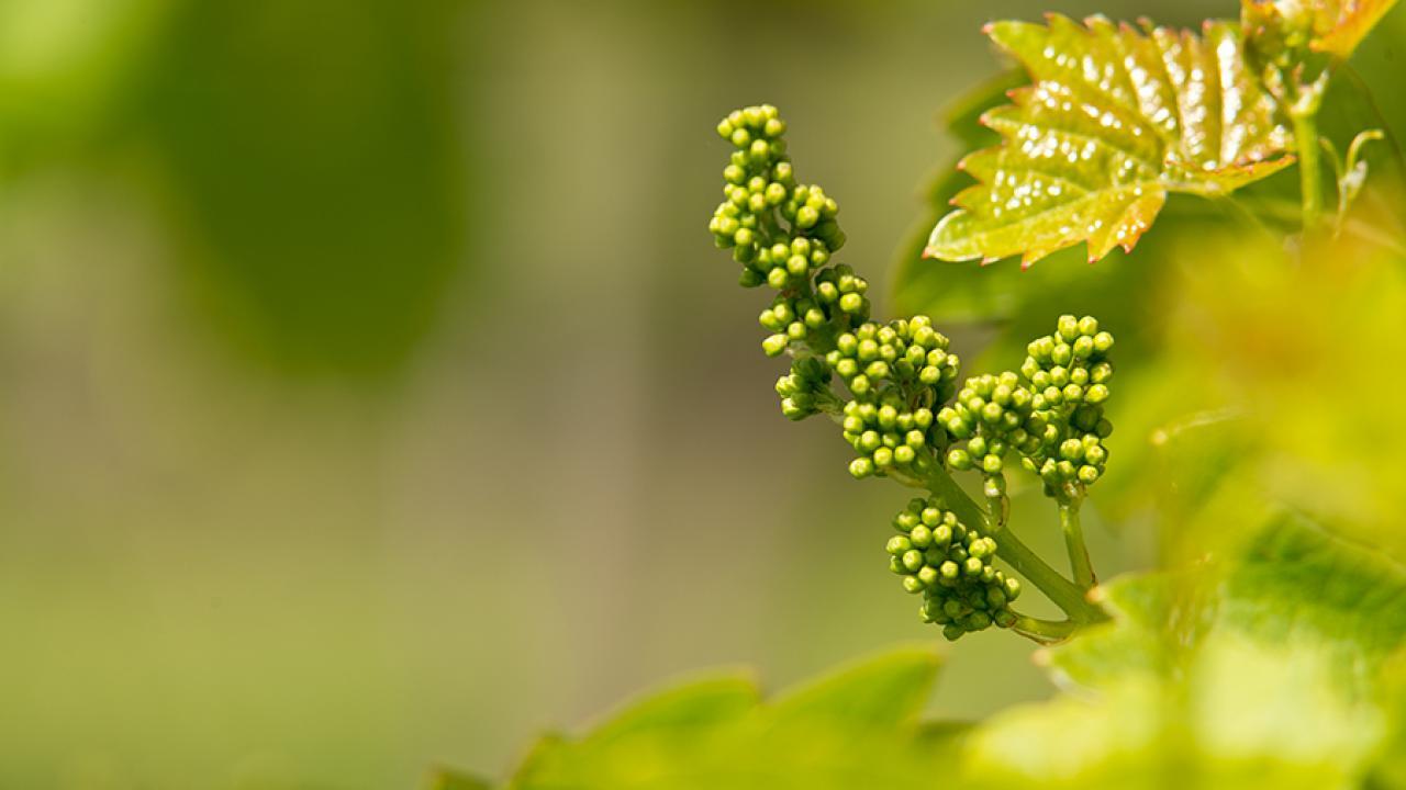 Winegrowing