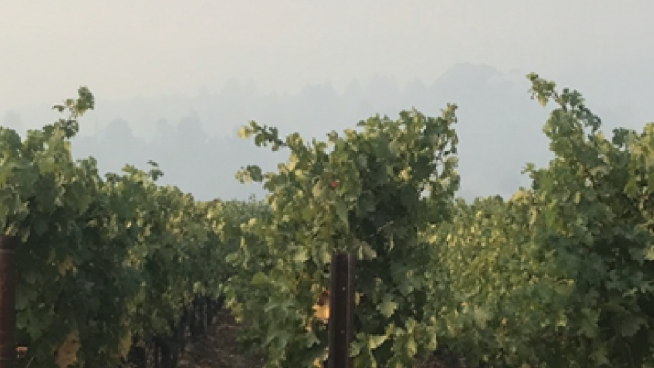 Wildfire grapes