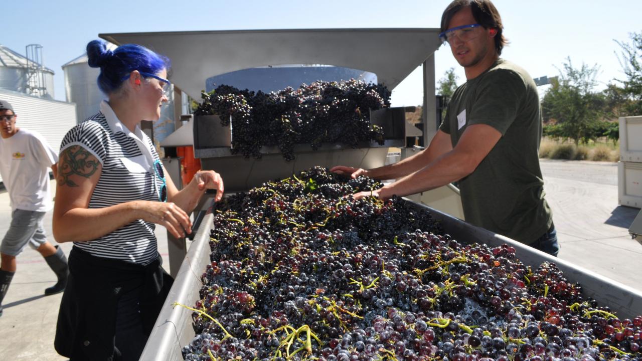 Sorting grapes