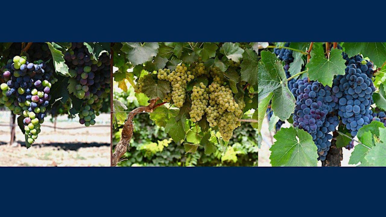 Grape Day