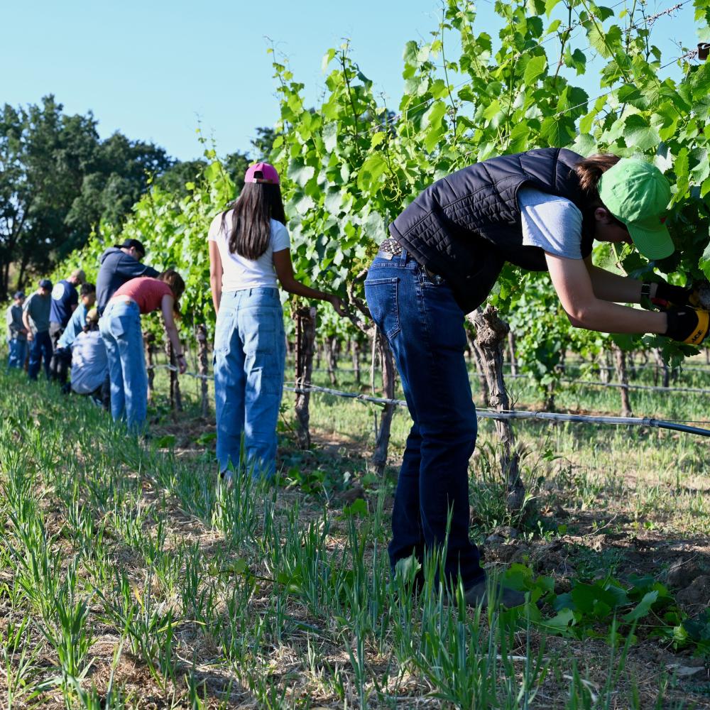 Students in the vineyard