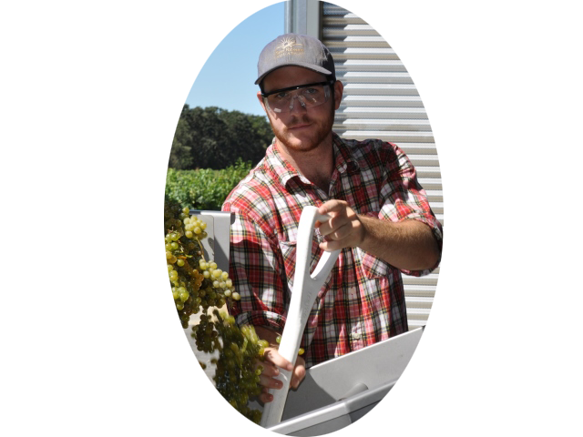Student working on grape