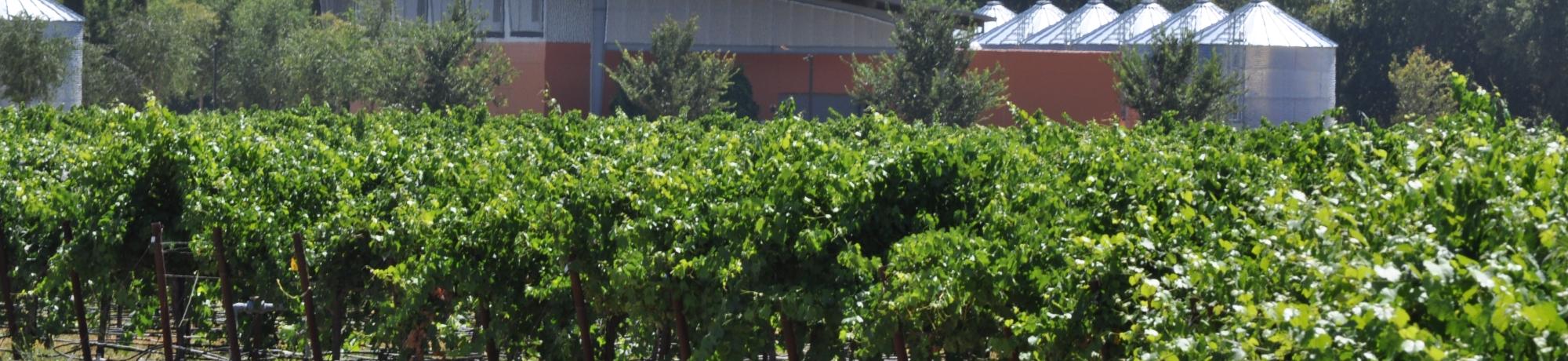 Vinyard