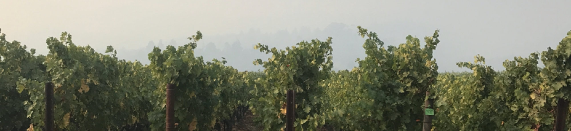 Wildfire grapes