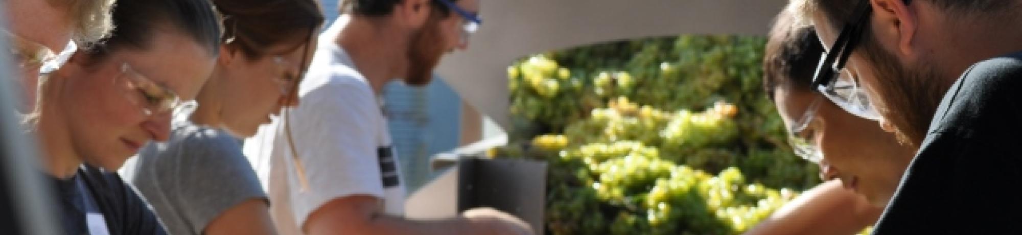 Grape Sorting
